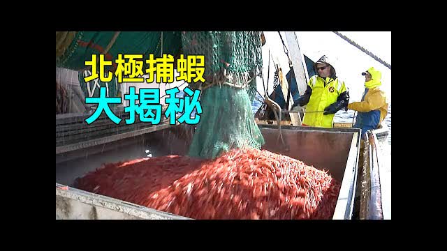 如何捕撈北極蝦？海上捕蝦工廠，捕撈加工一氣呵成